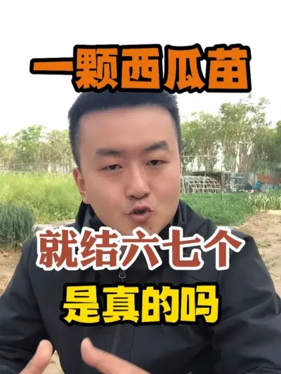 一颗西瓜苗就能结六七个大西瓜这是真的吗 #西瓜种植 #农业种植 #种植小技巧 #传播农业小知识 #分享农业知识帮农民增产增收
