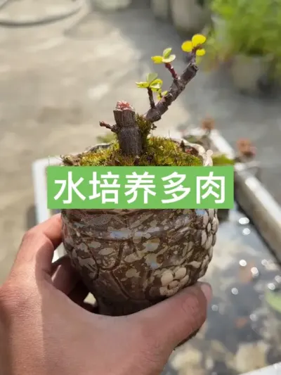 使用水培的方式养了一年的多肉 #多肉 #爱生活爱养花