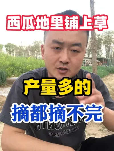 西瓜地里铺上草产量多到摘都摘不了 #西瓜种植 #农业种植 #种植小技巧 #传播农业小知识 #分享农业知识帮农民增产增收