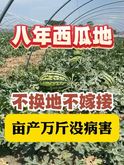 八年西瓜地不换地不嫁接亩产万斤没病害 #西瓜种植 #农业种植 #种植小技巧 #传播农业小知识 #分享农业知识帮农民增产增收