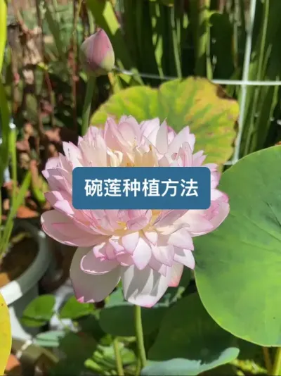 历时一年拍摄，最完整的碗莲种植方法之一 #莲花 #碗莲 #碗莲种植