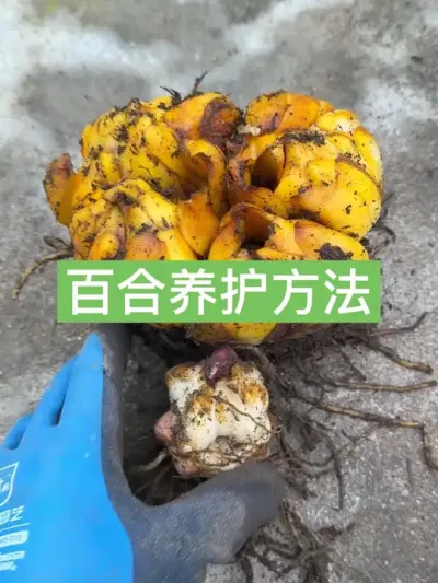 用一年多的时间，如何把百合种球养大 #新农人计划2024 #种植小技巧 #百合