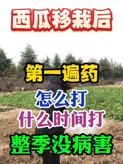 西瓜移栽以后第一遍药怎么打什么时间打整季没病害 #西瓜种植 #农业种植 #种植小技巧 #传播农业小知识 #分享农业知识帮农民增产增收