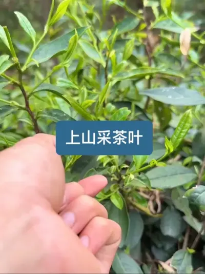 天气不错，上山采茶叶 #把春天装进茶篓里 #去山海溜溜 #这届年轻人开始上山修行了#新农人计划2025
