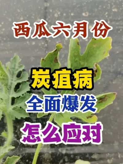 西瓜六月份炭疽病全面爆发应该怎么应对 #西瓜种植 #农业种植 #种植小技巧 #传播农业小知识 #分享农业知识帮农民增产增收