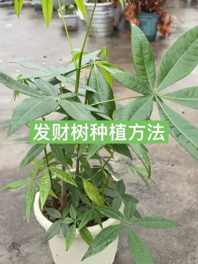 从一粒种子开始，见证财气生长 历时半年，发财树的种植全过程#种植小技巧 #新农人计划2025 #发财树