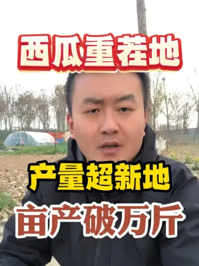 西瓜重茬地产量超新地亩产破万斤 #西瓜种植 #农业种植 #种植小技巧 #传播农业小知识 #分享农业知识帮农民增产增收