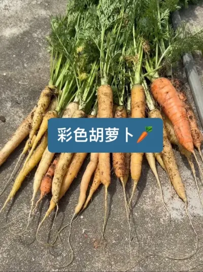 历时一百多天，从种子到收获，彩色胡萝卜种植方法 #种植小技巧 #新农人计划2025 #记录我的种植生活