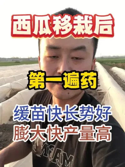 西瓜移栽以后第一遍药用好了缓苗快膨大快产量大增 #农业种植 #种植小技巧 #西瓜种植 #传播农业小知识 #分享农业知识帮农民增产增收