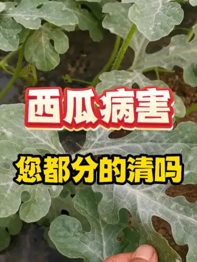 西瓜各种病害您能分的清楚吗 #西瓜种植 #农业种植 #种植小技巧 #传播农业小知识 #分享农业知识帮农民增产增收