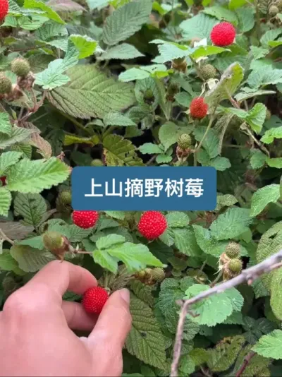 山上的野草莓（蓬蘽）熟了，太多了根本摘不完&hellip; #还是小时候的味道 #新农人计划2025 #野草莓 #树莓