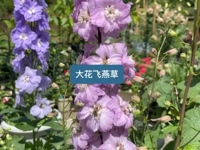 春天阳台必不可少的花，一个视频教你如何种植超好看的大花飞燕草 #好看的花一定要分享给你 #记录我的种植生活 #新农人计划2025