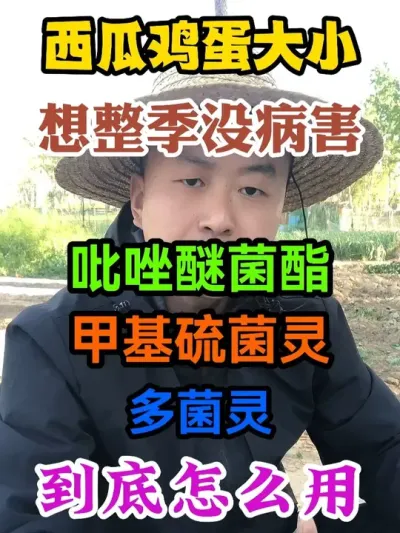 西瓜鸡蛋大小到底用吡唑醚菌酯还是甲基硫菌灵还是多菌灵整季没病 #西瓜种植 #农业种植 #种植小技巧 #传播农业小知识 #分享农业知识帮农民增产增收