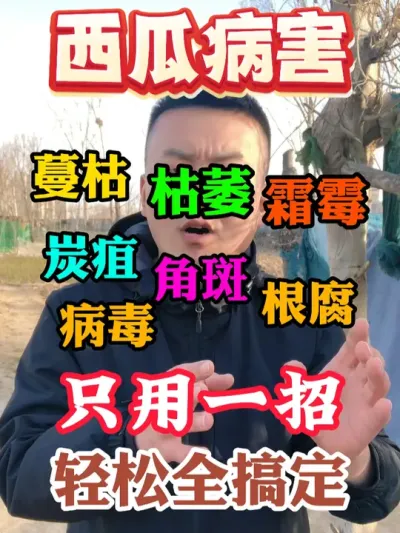 西瓜移栽后六十多种病害只用一招轻松全搞定 #西瓜种植 #农业种植 #种植小技巧 #传播农业小知识 #分享农业知识帮农民增产增收