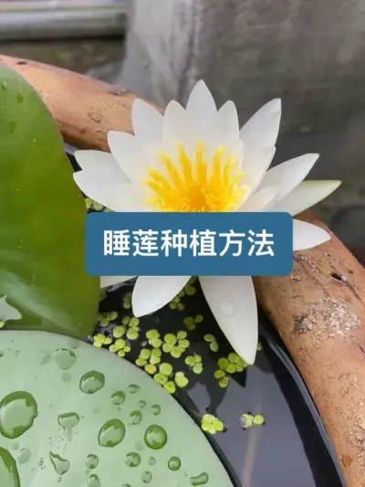 从种植到开花，一个视频教会你如何种出美美的睡莲 #赏花在抖音卷起来了 #盆栽荷花 #睡莲