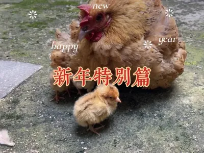 历时一年拍摄新年特别篇 从破卵逢春到羽落年宴#村里的新年 #新农人计划2025