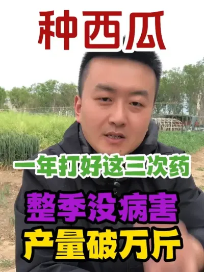 种西瓜一年打好这三次药整季没病害 #西瓜种植 #农业种植 #种植小技巧 #传播农业小知识 #分享农业知识帮农民增产增收