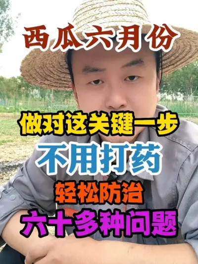 西瓜六月份做对这关键的一步不用打药也可以轻松防治六十多种问题 #西瓜种植 #农业种植 #种植小技巧 #传播农业小知识 #分享农业知识帮农民增产增收