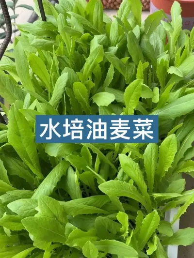 水培蔬菜种植方法 #种植小技巧 #新农人计划2025 #水培蔬菜