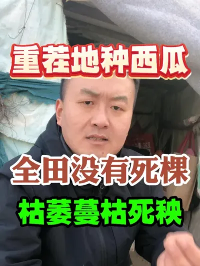 重茬地种西瓜全田没有死棵烂苗枯萎蔓枯死秧 #西瓜种植 #农业种植 #种植小技巧 #传播农业小知识 #分享农业知识帮农民增产增收