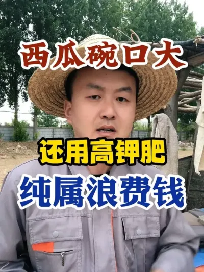 西瓜碗口大还在用高钾肥纯属浪费钱 #西瓜种植 #农业种植 #种植小技巧 #传播农业小知识 #分享农业知识帮农民增产增收