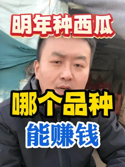 明年种西瓜哪个品种能赚钱 #西瓜种植 #农业种植 #种植小技巧 #传播农业小知识 #分享农业知识帮农民增产增收