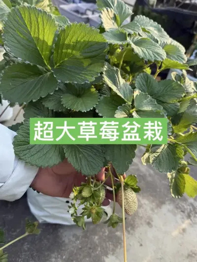 冬天当然要种一盆10升超大草莓盆栽啦！ #草莓盆栽 #草莓 #新农人计划2024