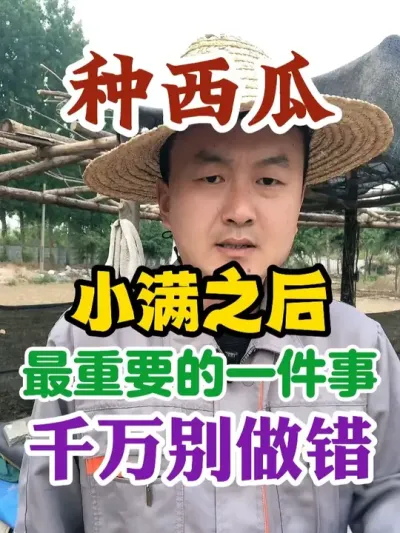 种西瓜小满节气之后最重要的一件事千万别做错 #西瓜种植 #农业种植 #种植小技巧 #传播农业小知识 #分享农业知识帮农民增产增收
