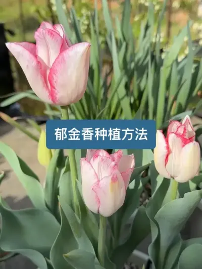历时三个月，从种球到开花，2025年的郁金香种植方法来了 #种植小技巧 #郁金香