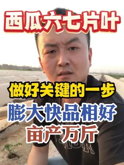 西瓜六七片叶做好这关键的一步膨大快品相好亩产万斤 #西瓜种植 #农业种植 #种植小技巧 #传播农业小知识 #分享农业知识帮农民增产增收