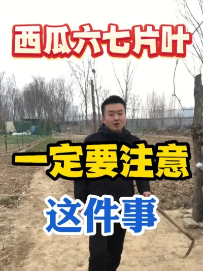 西瓜六七片叶一定要注意这件事 #西瓜种植 #农业种植 #种植小技巧 #传播农业小知识 #分享农业知识帮农民增产增收
