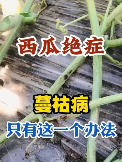 西瓜的绝症蔓枯病只有这一个办法 #西瓜种植 #农业种植 #种植小技巧 #传播农业小知识 #分享农业知识帮农民增产增收