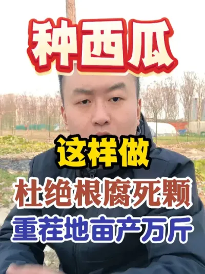 种西瓜这样做杜绝死棵烂苗重茬地亩产万斤以上 #西瓜种植 #农业种植 #种植小技巧 #传播农业小知识 #分享农业知识帮农民增产增收
