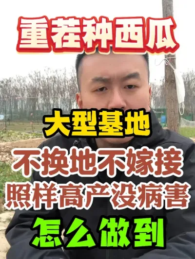 重茬种西瓜大型基地不换地不嫁接没有病害到底是怎么做 #西瓜种植 #农业种植 #种植小技巧 #传播农业小知识 #分享农业知识帮农民增产增收