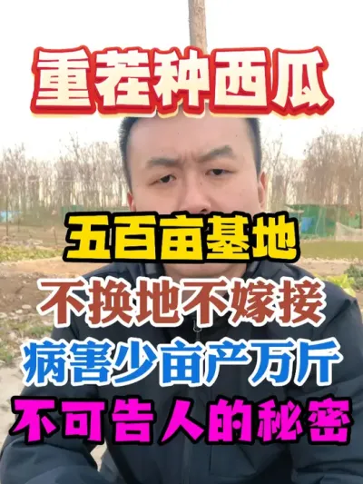 重茬种西瓜五百亩基地不换地不嫁接病害少亩产万斤的秘密 #西瓜种植 #农业种植 #种植小技巧 #传播农业小知识 #分享农业知识帮农民增产增收