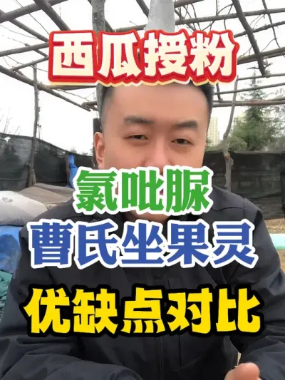 西瓜授粉用氯吡脲还是曹氏坐果灵优缺点对比 #西瓜种植 #农业种植 #种植小技巧 #传播农业小知识 #分享农业知识帮农民增产增收