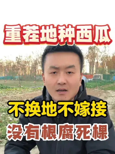 重茬地种西瓜不换地不嫁接没有根腐死棵怎么做到 #西瓜种植 #农业种植 #种植小技巧 #传播农业小知识 #分享农业知识帮农民增产增收