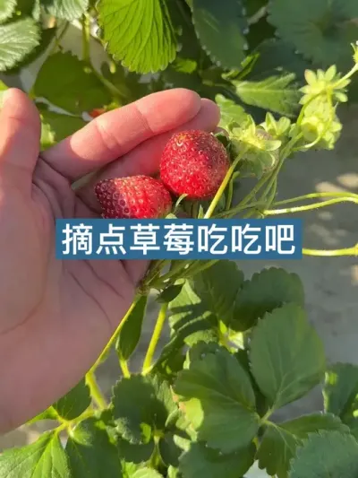 过年大鱼大肉吃多了，摘点自己阳台盆栽的草莓吃 #盆栽草莓 #种植小技巧