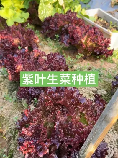 从种子到餐桌，紫叶生菜种植方法全过程 #种植小技巧 #新农人计划2025 #生菜