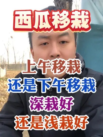 西瓜移栽时上午移栽好还是下午移栽好深栽好还是浅栽好 #西瓜种植 #农业种植 #种植小技巧 #传播农业小知识 #分享农业知识帮农民增产增收