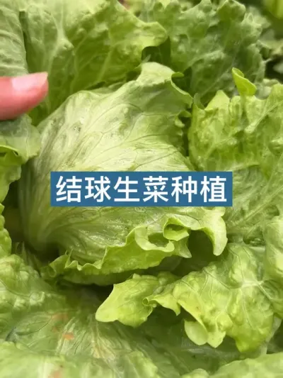 历时一百多天，从种植到餐桌，结球生菜种植方法 #种植小技巧 #新农人计划2025