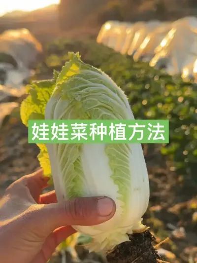 历时三个月零18天，从种子到成熟，娃娃菜的种植方法 #种植小技巧 #新农人计划2025 #村里的新年