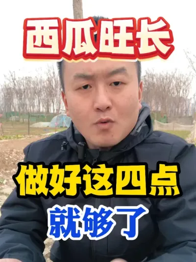 西瓜旺长做好这四点就足够了 #西瓜种植 #农业种植 #种植小技巧 #传播农业小知识 #分享农业知识帮农民增产增收