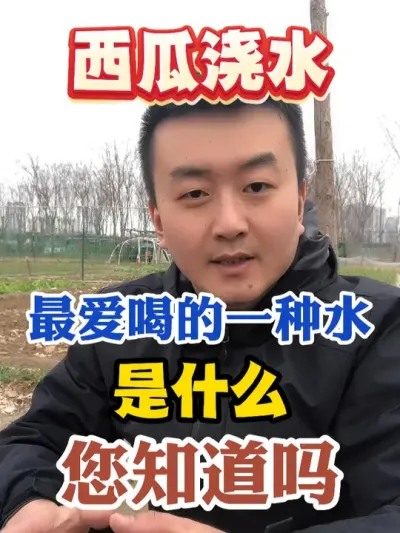 种西瓜最爱喝的一种水是什么您知道吗 #西瓜种植 #农业种植 #种植小技巧 #传播农业小知识 #分享农业知识帮农民增产增收
