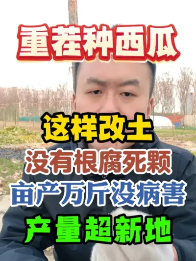 重茬种西瓜这样改土，没有根腐死颗亩产万斤没病害，产量超新地 #西瓜种植 #农业种植 #种植小技巧 #传播农业小知识 #分享农业知识帮农民增产增收