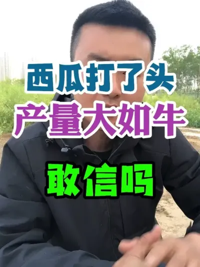 西瓜打了头力气 大如牛这是真的吗 #西瓜种植 #农业种植 #种植小技巧 #传播农业小知识 #分享农业知识帮农民增产增收