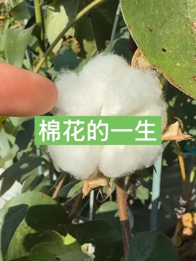 历时7个月零二十八天，记录棉花的一生 ，从种子到成熟，棉花的种植全过程#新农人计划2024 #棉花