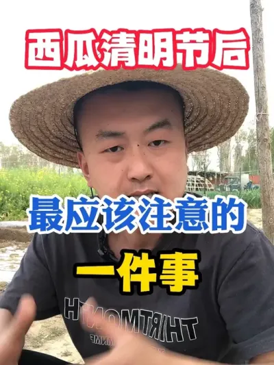 种西瓜清明节后最应该注意的一件事 #西瓜种植 #农业种植 #种植小技巧 #传播农业小知识 #分享农业知识帮农民增产增收