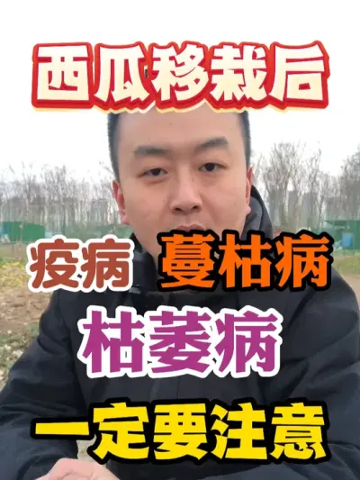 西瓜移栽以后一定要小心疫病蔓枯病枯萎病 #西瓜种植 #农业种植 #种植小技巧 #传播农业小知识 #分享农业知识帮农民增产增收