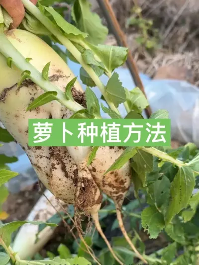 从种子到成熟，九斤萝卜是如何种植的 #种植小技巧 #新农人计划2025